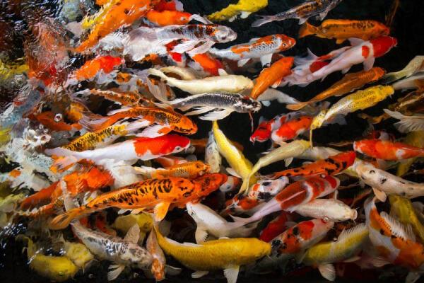 Koi fish in a Pondkeeper pond setting