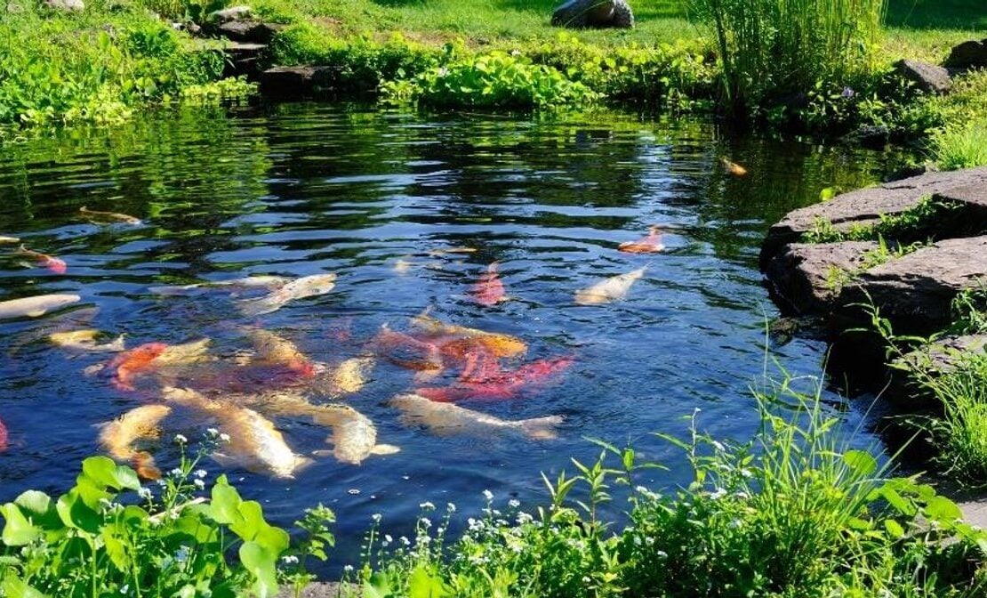 Garden pond scene