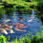 Garden pond scene