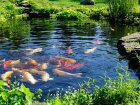 Garden pond scene