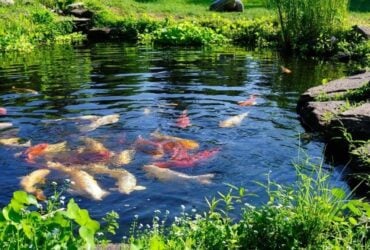 Garden pond scene