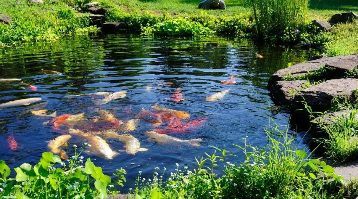 Garden pond scene