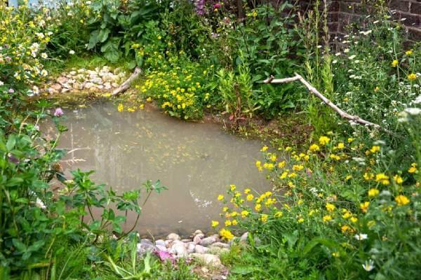Wildlife pond in a garden