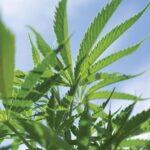 Hemp plants growing outdoors for Binoid CBD products