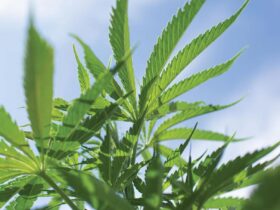 Hemp plants growing outdoors for Binoid CBD products