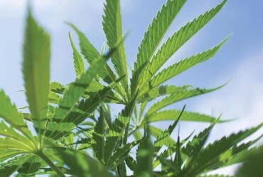 Hemp plants growing outdoors for Binoid CBD products