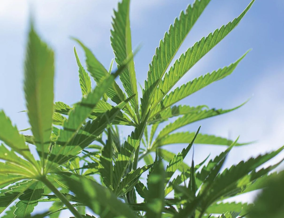 Hemp plants growing outdoors for Binoid CBD products