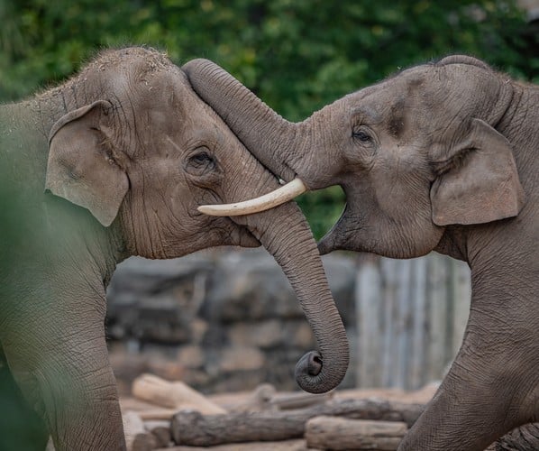 Elephants at Chester Zoo