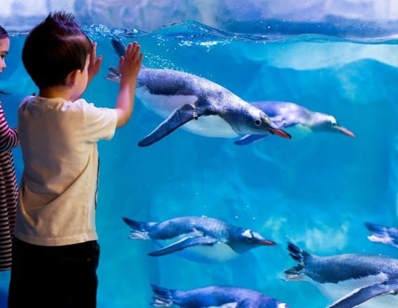 Children watching penguins at SEA LIFE London Aquarium
