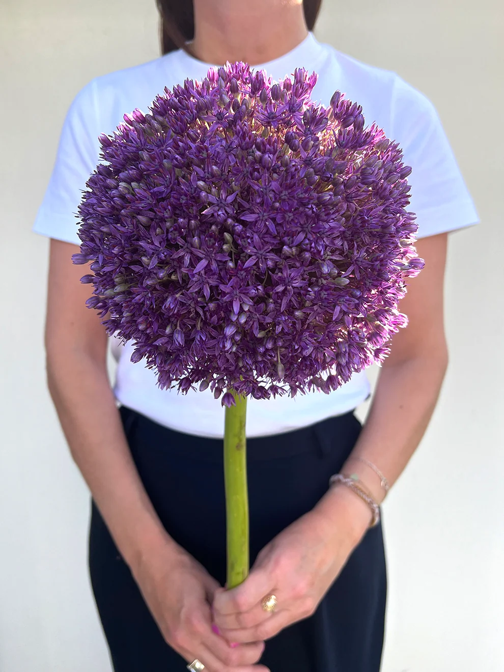 Large spherical purple Allium Globemaster flower heads