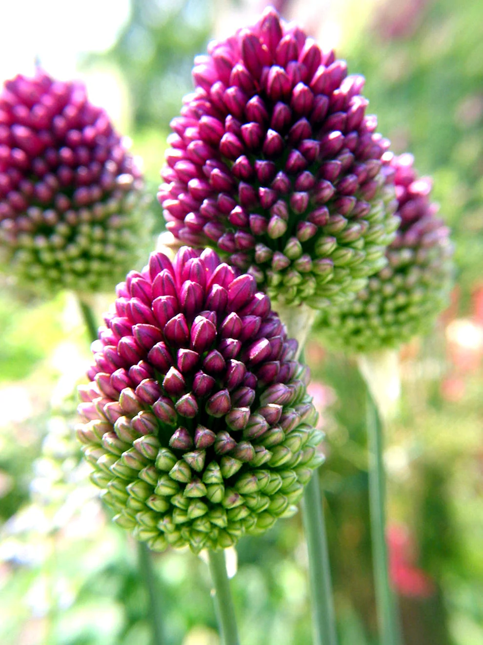 Egg-shaped purple blooms of Allium Sphaerocephalon
