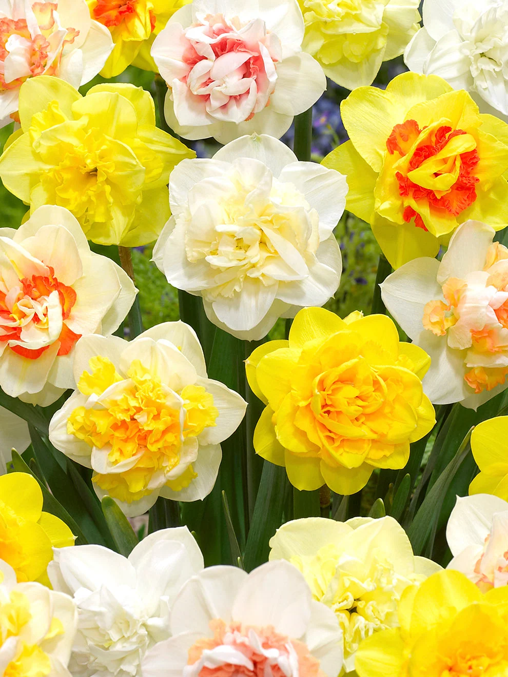 A mix of double daffodil flowers