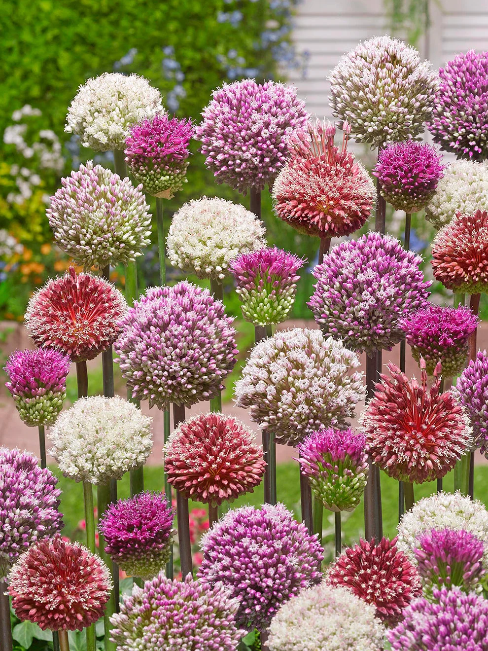 Flower heads in the Allium Tropical Tides Collection