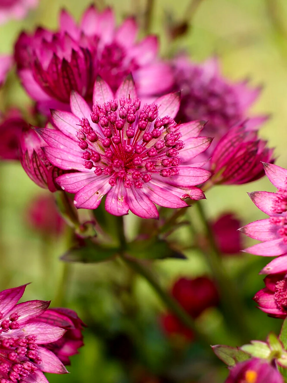 Cerise Button astrantia flowering in pink