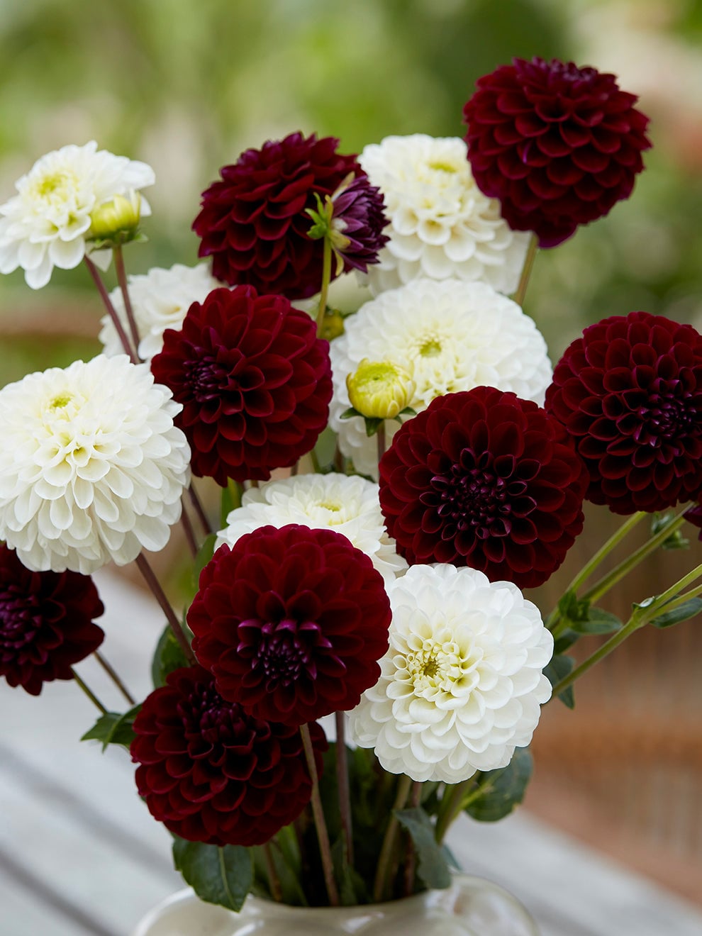 Dark purple and white ball dahlias from Classic Contrast