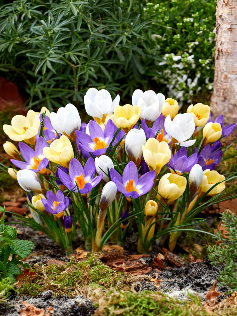 Mixed blue, yellow and purple botanical crocuses
