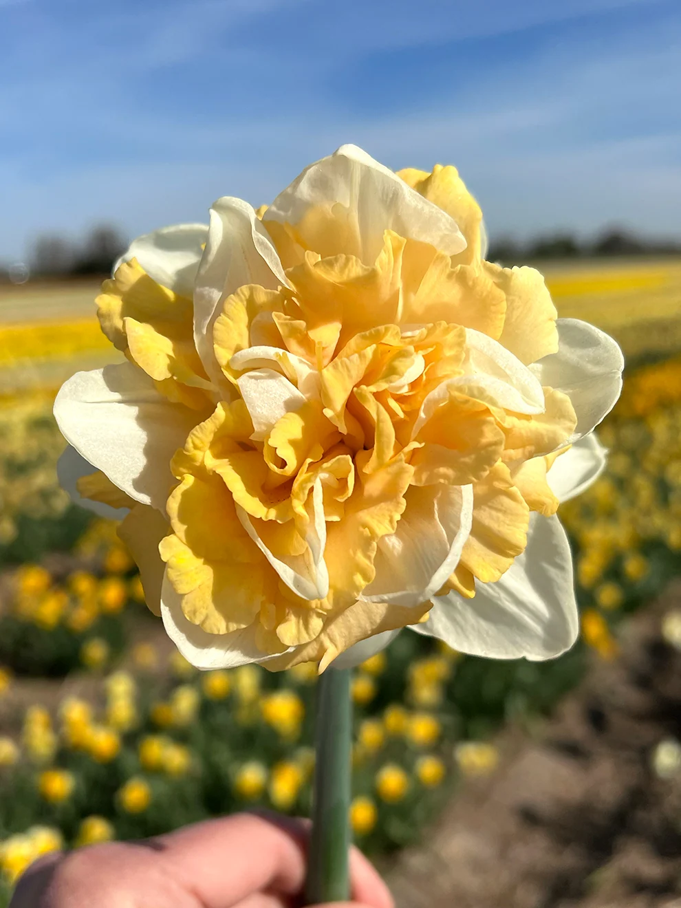 Double creamy daffodil blooms with peach coloured centres