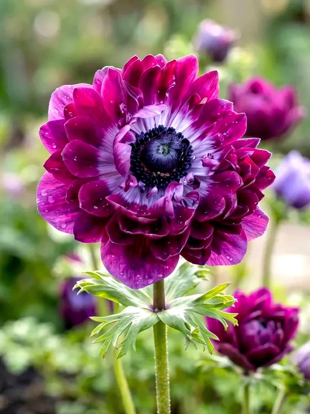 Burgundy double flowers of Fullstar Bordeaux anemone