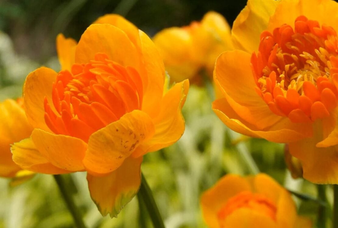 Orange Crest globeflower with golden petals and orange centres