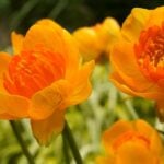 Orange Crest globeflower with golden petals and orange centres