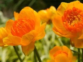 Orange Crest globeflower with golden petals and orange centres