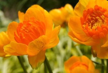 Orange Crest globeflower with golden petals and orange centres