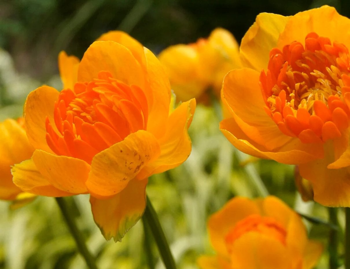 Orange Crest globeflower with golden petals and orange centres