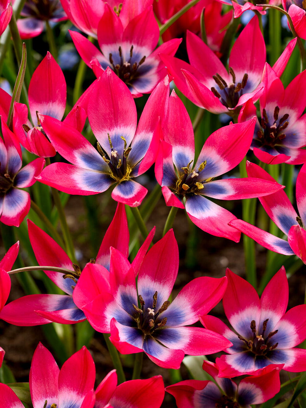 Red and blue-toned Tulip Little Beauty flowers