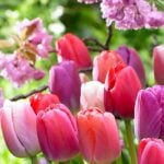 Mixed pink, red, violet and apricot Darwin Hybrid tulips in bloom