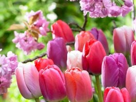 Mixed pink, red, violet and apricot Darwin Hybrid tulips in bloom