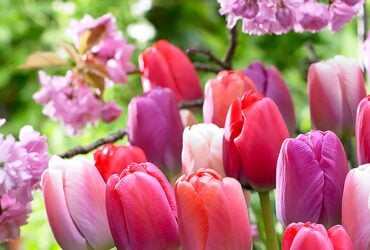 Mixed pink, red, violet and apricot Darwin Hybrid tulips in bloom