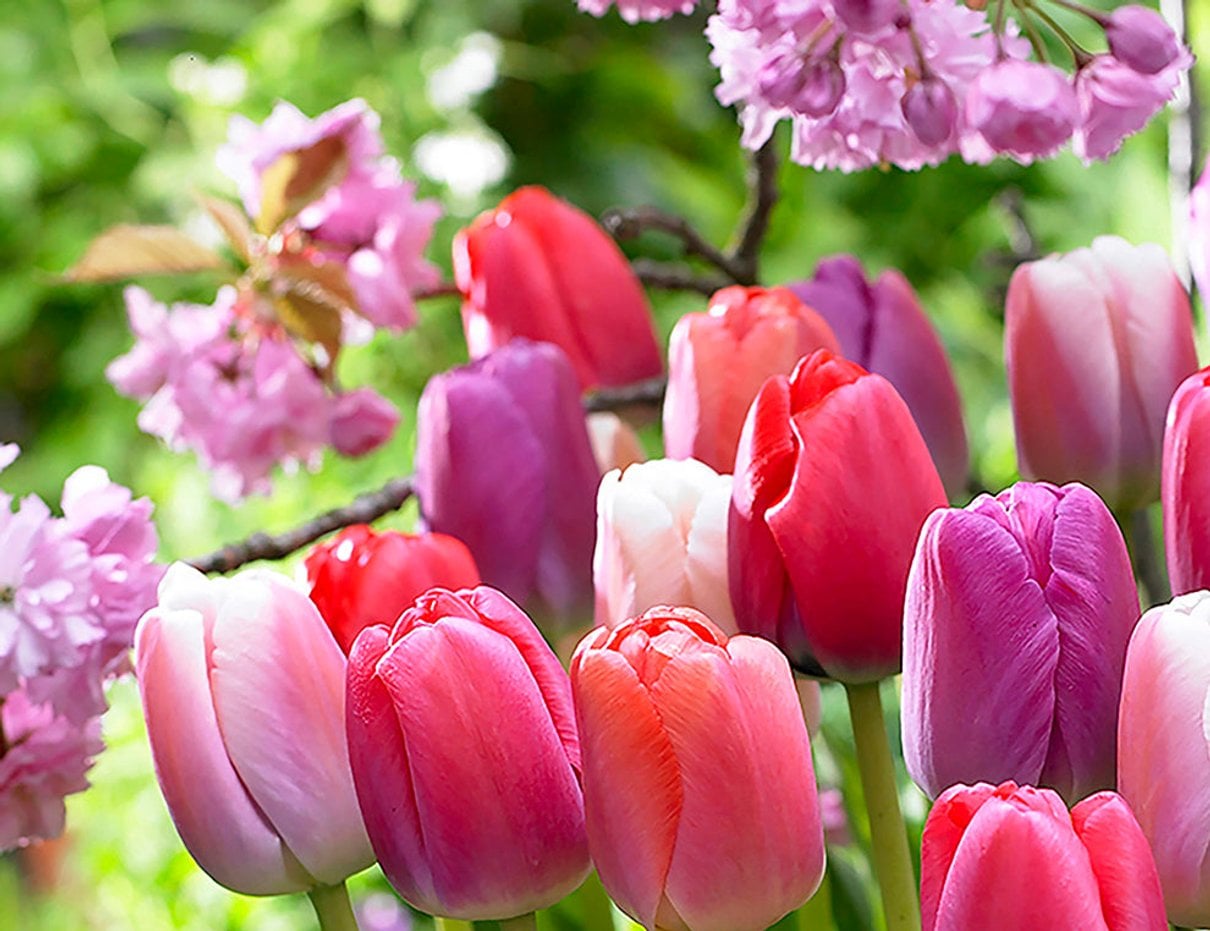 Mixed pink, red, violet and apricot Darwin Hybrid tulips in bloom