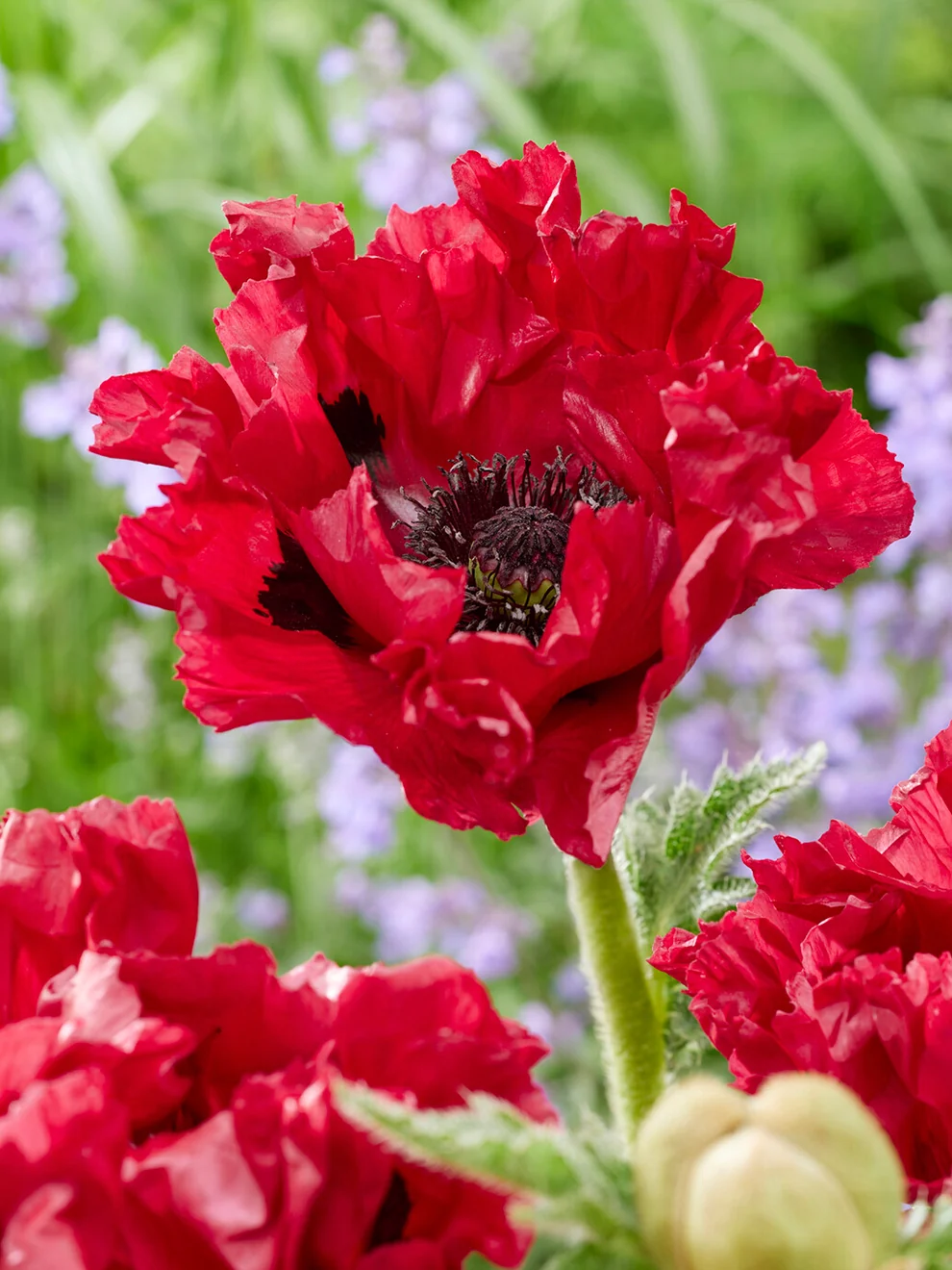 Red Rumble oriental poppy with crimson petals
