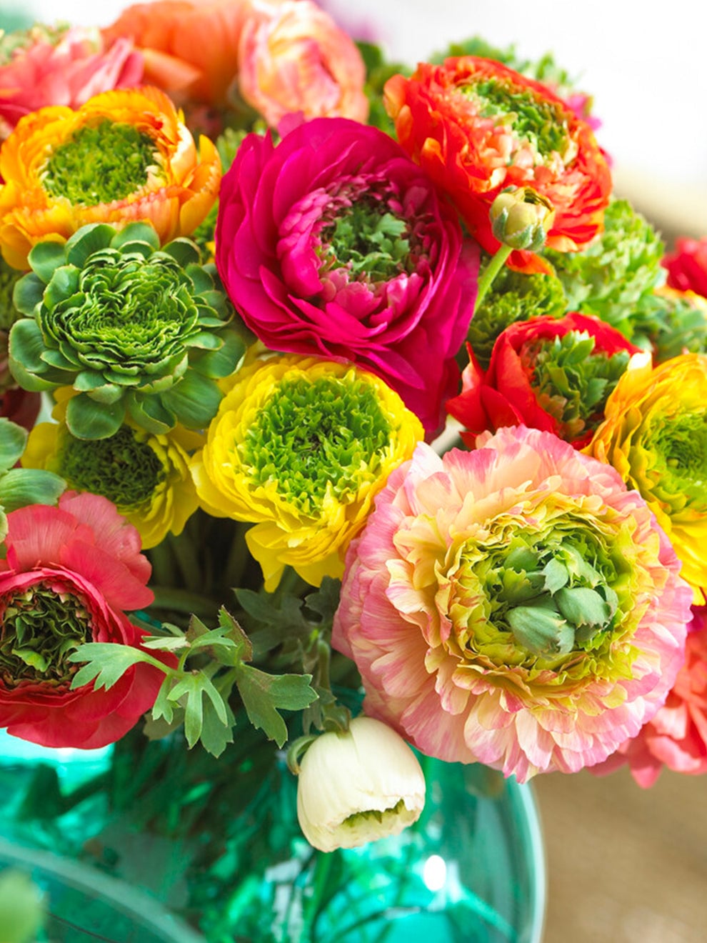 Double Ranunculus Reinette blooms with green centres