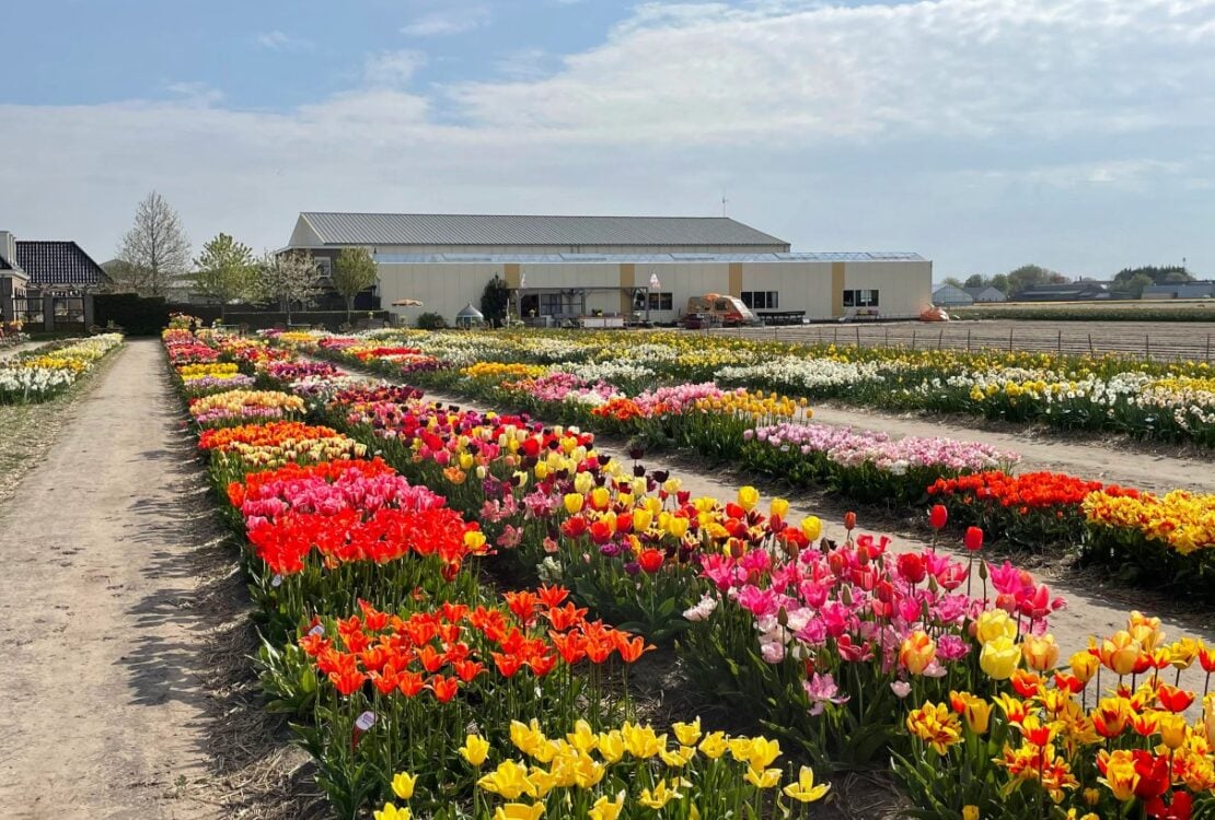 Rows of flowering tulips in the DutchGrown show garden