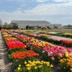 Rows of flowering tulips in the DutchGrown show garden