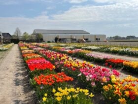 Rows of flowering tulips in the DutchGrown show garden