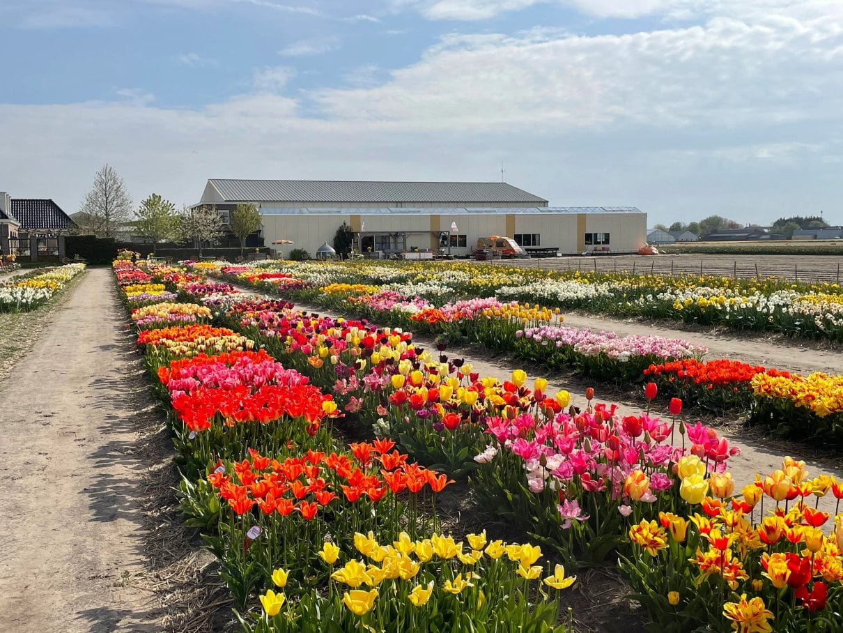 Rows of flowering tulips in the DutchGrown show garden