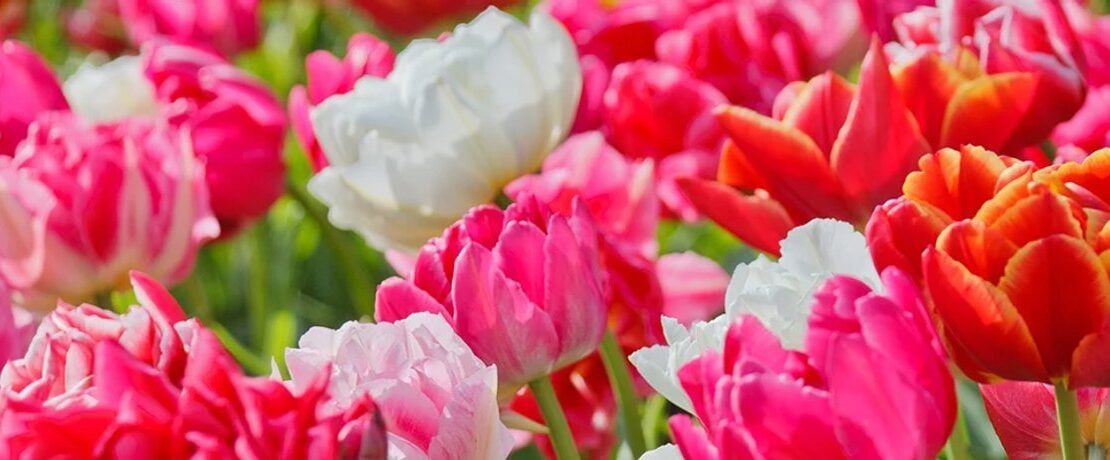 A densely planted spring bed of pink, white and red tulips