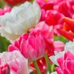 A densely planted spring bed of pink, white and red tulips