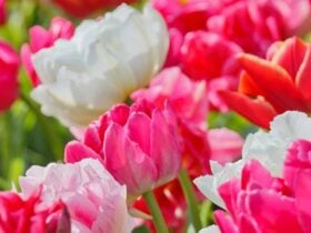 A densely planted spring bed of pink, white and red tulips
