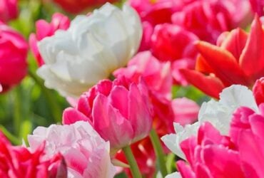 A densely planted spring bed of pink, white and red tulips
