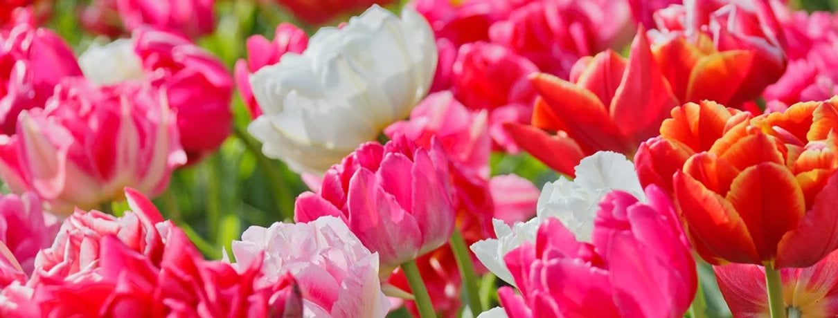 A densely planted spring bed of pink, white and red tulips