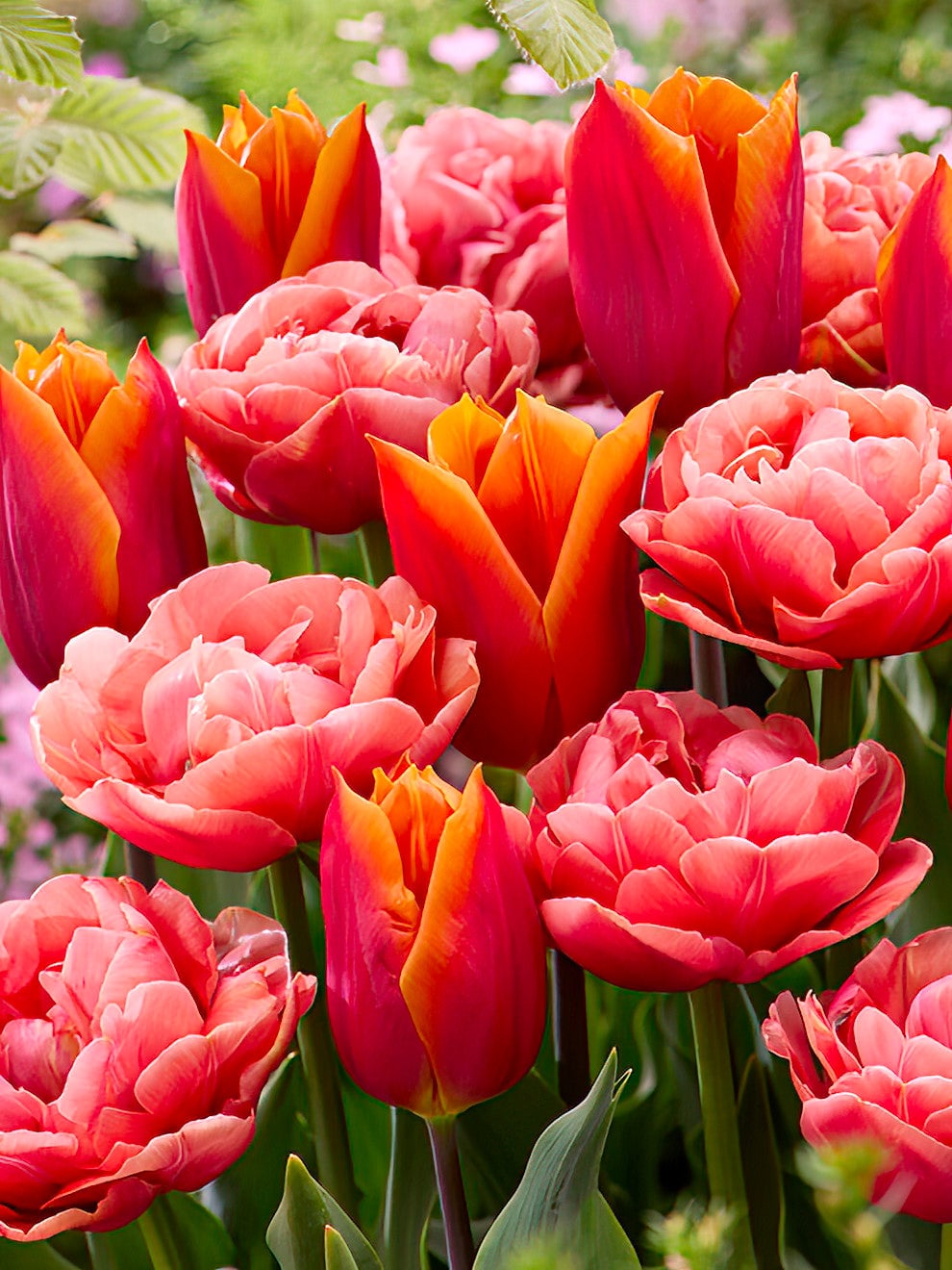 Warm orange and salmon tulips in the Sunset Glow collection