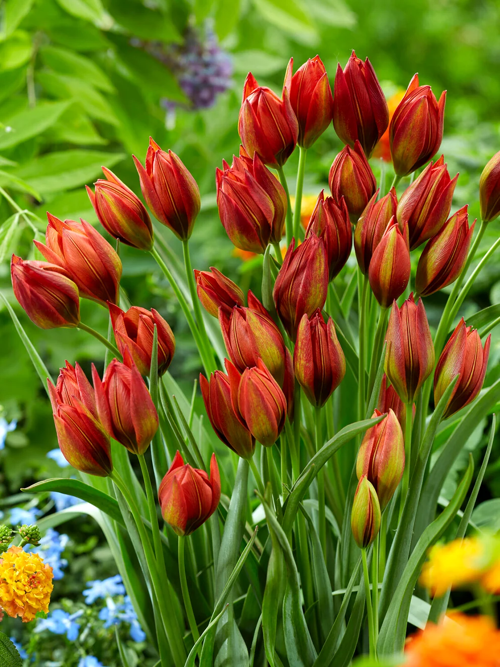 Small cinnamon red Tulip Mara flowers