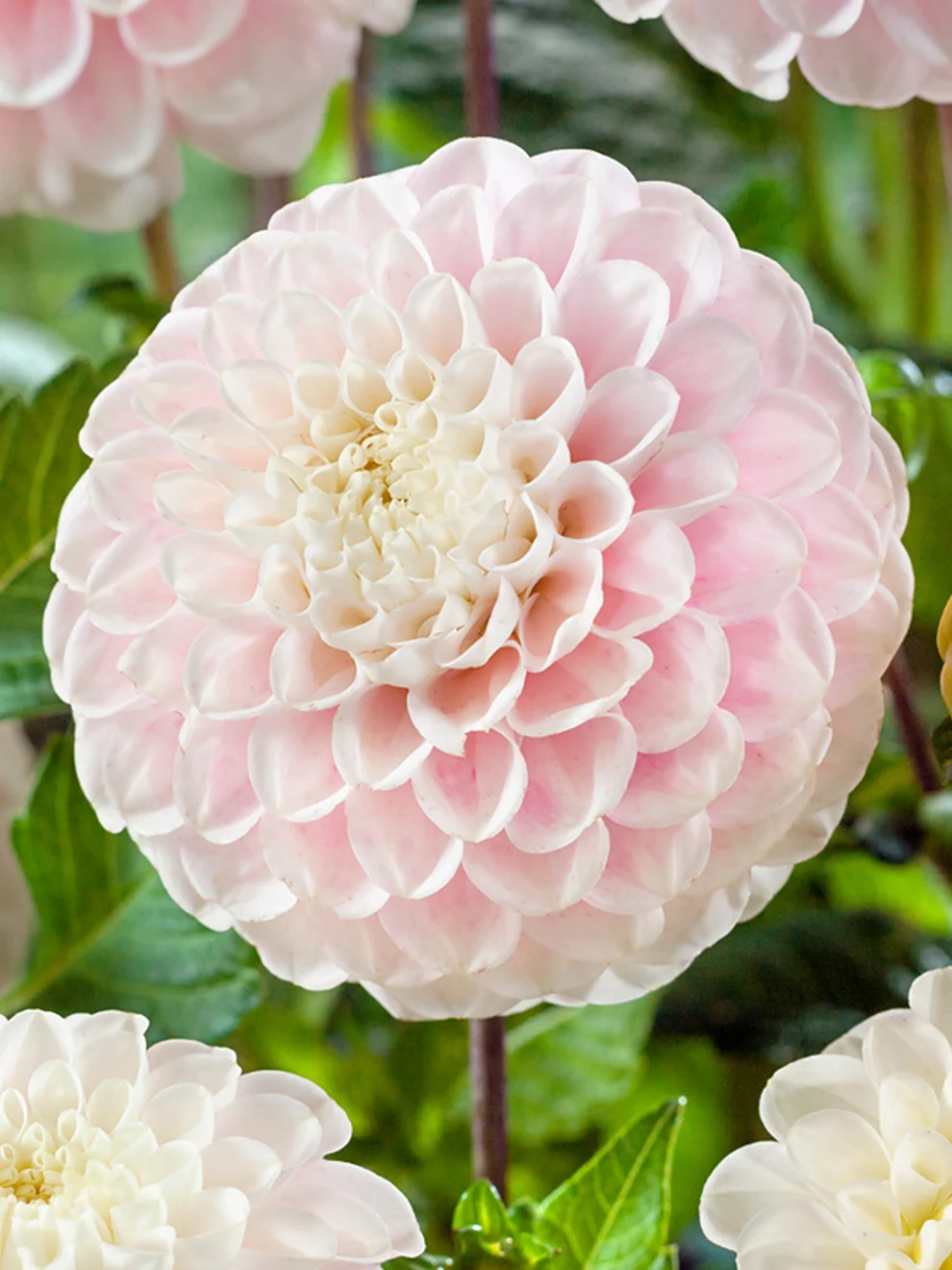 Creamy pink Wizard of Lightning dahlia flower