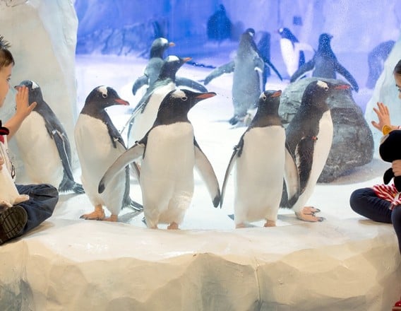 Two siblings watching penguins at SEA LIFE Birmingham