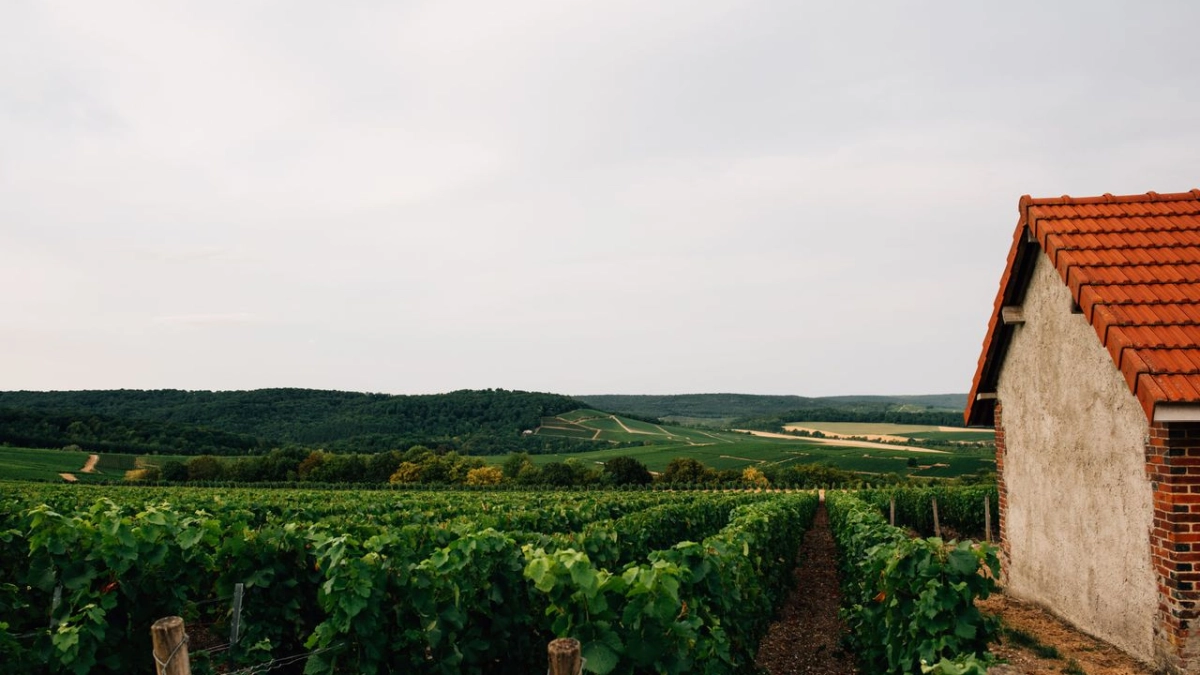 Champagne region landscape in France