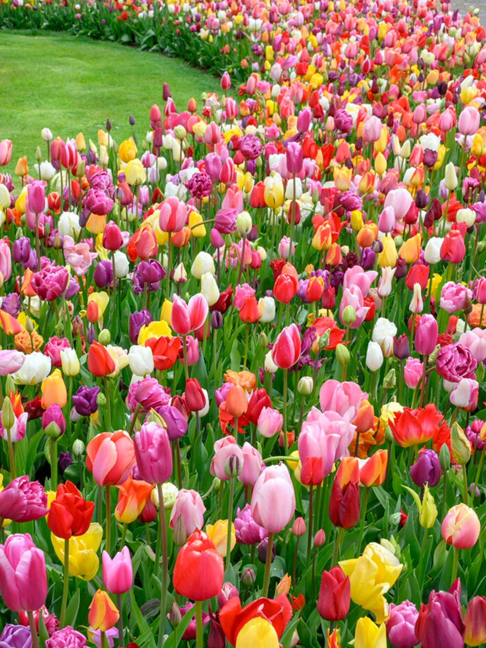 Mixed colours in the Houston Triumph tulip collection