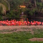 Flamingos gathered beside the water at Busch Gardens Tampa Bay